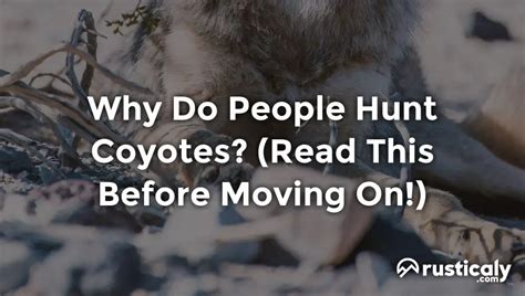 Why Do People Hunt Coyotes Heres What You Should Know