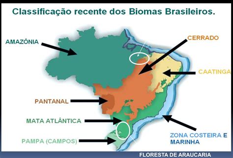 Biomas Do Brasil Biomas Geografia Caatinga