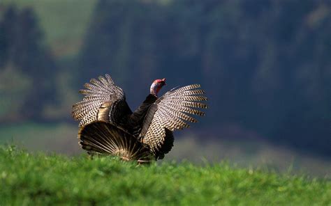 Free Turkey Wallpapers Wallpaper Cave