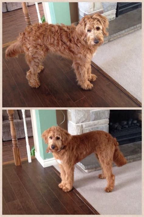 Fox creek farm, located in berkeley springs, wv, is home to one of the founding breeders of the goldendoodle and the creator of the mini goldendoodle! Pin on Cali