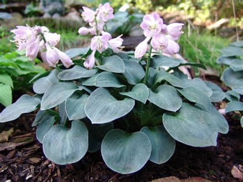 Blue Mouse Ears Hosta 2008 Hosta Of The Year Dwarf Quart Etsy