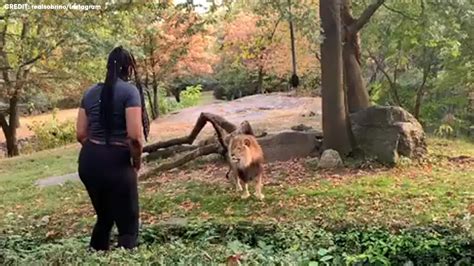 Woman Apparently Climbs Into Lions Exhibit Dances At Bronx Zoo Abc7