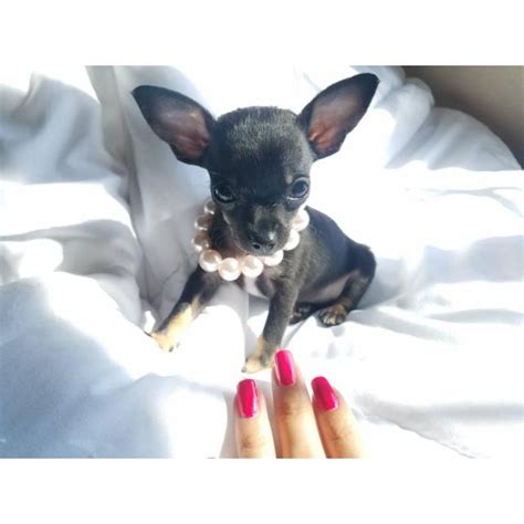Furthermore, our breeders are usda certified and they are involved in continuous activities meant to keep all of our teacup puppies healthy, both physically and emotionally. CKC black teacup chihuahua puppy for sale in Greenville ...
