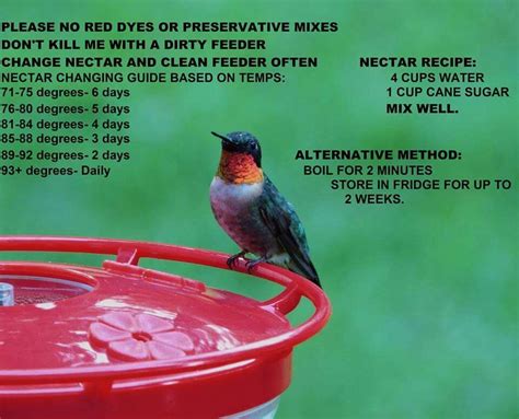 This hummingbird feeder holds up to 8 ounces of hummingbird food at a time—perfect if you have just a few birds in your area—and its reservoir has. Care of hummingbirds. (With images) | Nectar recipe ...