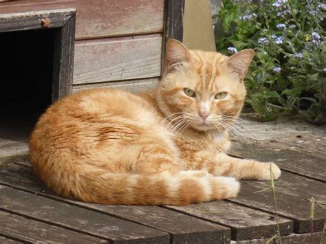 Found Ginger Cat Lostbox Schattige Dieren Dieren Schattig