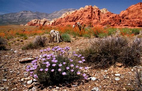 Mojave Aster Red Rock Canyon Lisa Atkins Canyon Red Rock Mojave