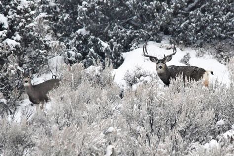 The Latest Mule Deer Count In Eastern Idaho And What It Means For The