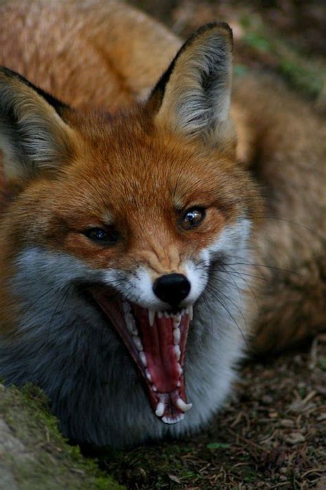 Zorro Común Pet Fox Animals Beautiful Animals Wild