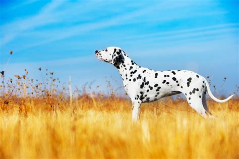 Dalmatiner Hund Charakter Ernährung Pflege Hundeo