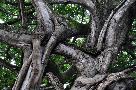 Free Picture Intertwined Branches Large Tree