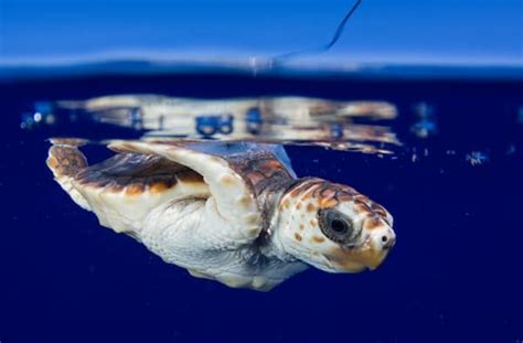 40 Adorable Pictures Of Sea Animal Babies Tail And Fur