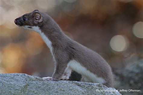 Long Tailed Weasel The Distribution Of Long Tailed Weasels Flickr