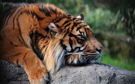 The sumatran tiger is the only surviving tiger population in the sunda islands, where the bali and. Sumatran Tiger Widescreen