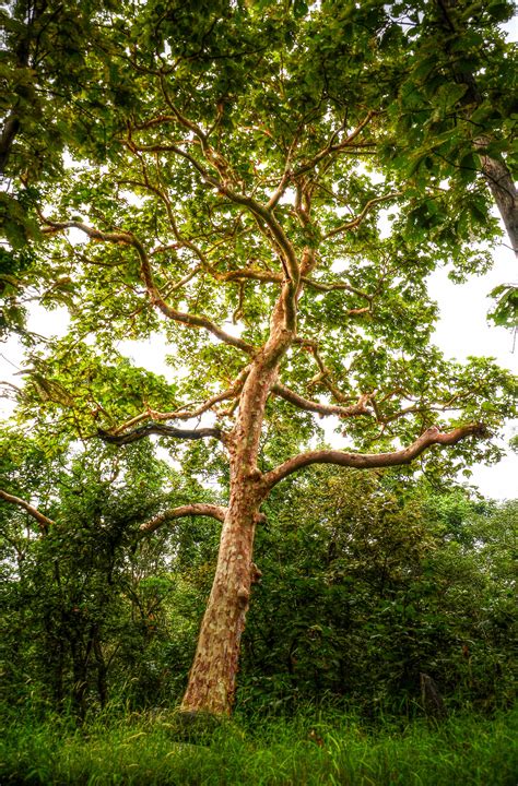Free Photo Green Tall Tree Bark Nature Trees Free Download Jooinn
