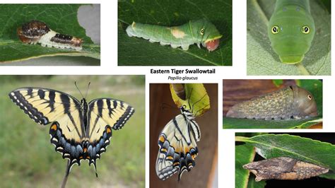 Papilio Glaucus Eastern Tiger Swallowtail Prairie Haven