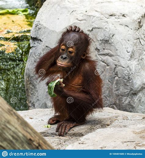 Young Orangutan Royalty Free Stock Photography
