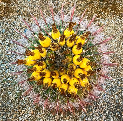 Arizona Barrel Cactus Photo Blog By Rajan Parrikar