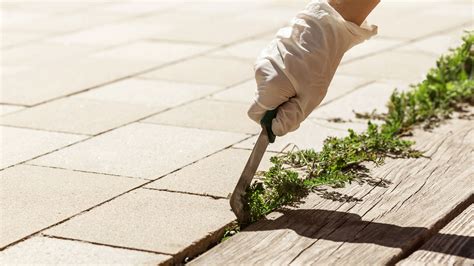 7 Easy Ways To Remove Weeds From Patios And Pavers Gardeningetc