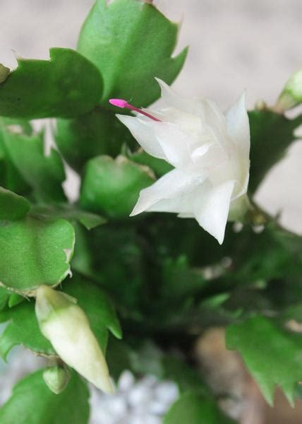 Learn more about how much water your body needs and why when you check out a did you realize that cacti came in so many shapes, sizes, and colors? How to make Christmas Cactus bloom several times a year ...