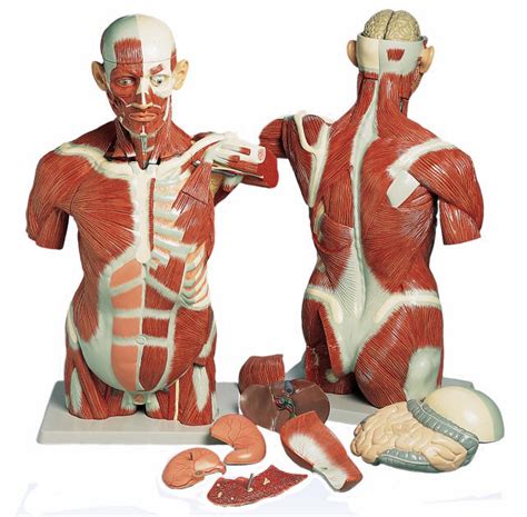Skeleton, human torso male, human torso female, human baby with pelvis, human dummy with doll, human how the anatomical models are made. Muscle Torso Model - Life Size