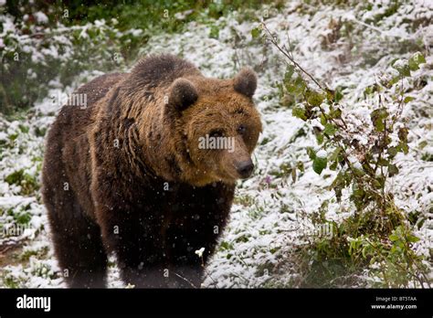Brown Bear Ursus Arctos In Snowy Weather In Brown Bear Sanctuary