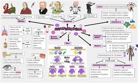 Sistema Inmune Mapa Conceptual Sistema Inmune Inmunid Vrogue Co