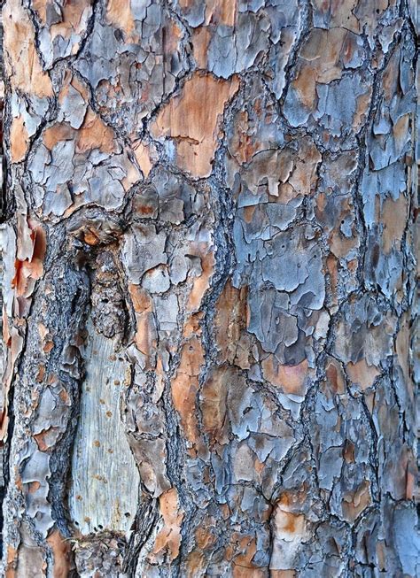 Slash Pine Bark Stock Image Image Of Brown Abstract 14635535