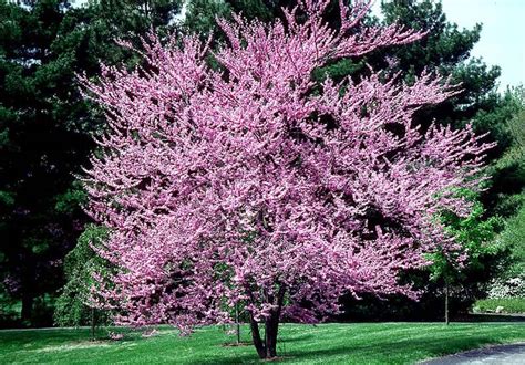 Planting trees and plants can be used in decorating our homes or as an economic activity which will generate income after some period. redbud - meddic