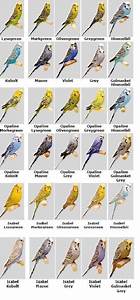 Pacific Parrotlet Color Mutation Chart Pinterest Chart Bird And Blog