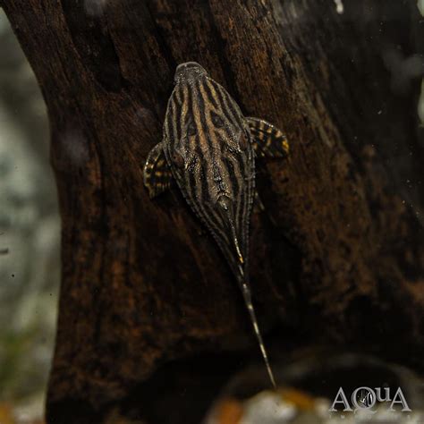 She seems to have a scar on her tail. L190 Royal Pleco (Panaque nigrolineatus) - Aqua Imports ...