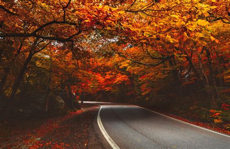 Curved Road Winds Through Tree Canopy Of Red And Orange Leaves In