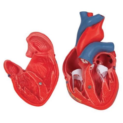 Anatomical Heart Model The Science Bank
