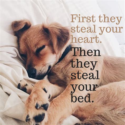 First They Steal Your Heart Then They Steal Your Bed 🤣🤗🐾 ️ Dog