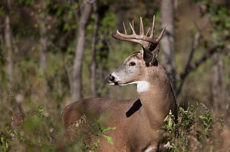 White Tailed Deer Management Resumes In Western Maryland National Parks