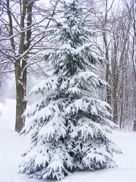 The 25 Best Snow Covered Trees Ideas On Pinterest Snowy Trees Snow