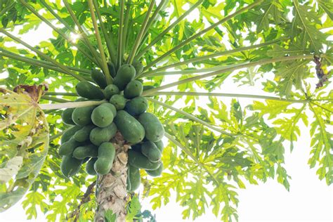Carica Papaya Year Round Papaya Tree Florida Best Papaya Plant 3 Roots