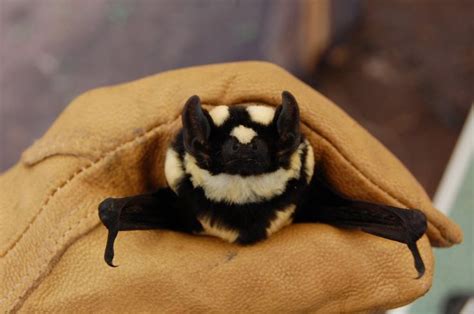 Scientists Rediscover The Super Rare Badger Bat Photos Cute Bat