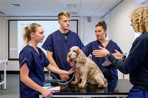 Veterinary Nursing Degree Online Infolearners