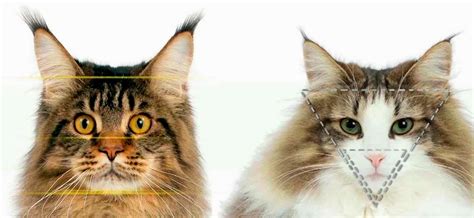 Differences among the siberian cat, norwegian forest cat and main coon. Norwegian Forest Cat Vs Maine Coon - Cat and Dog Lovers