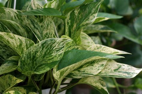 Pothos Plant Care And Growing Guide