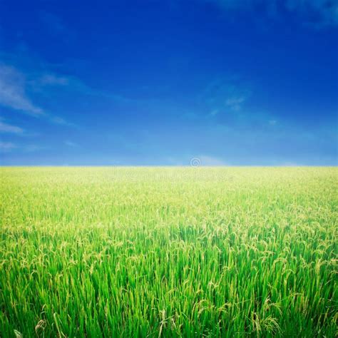 Rice Field And Blue Sky Stock Photo Image Of Green 51878034