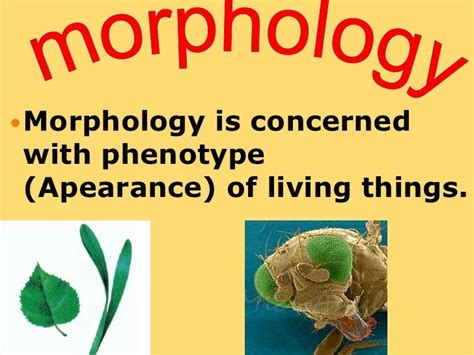 Morphology Biology