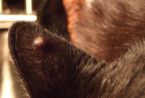 Origin Cause Of Ear Bumps Dogs Hair Healthy Vet