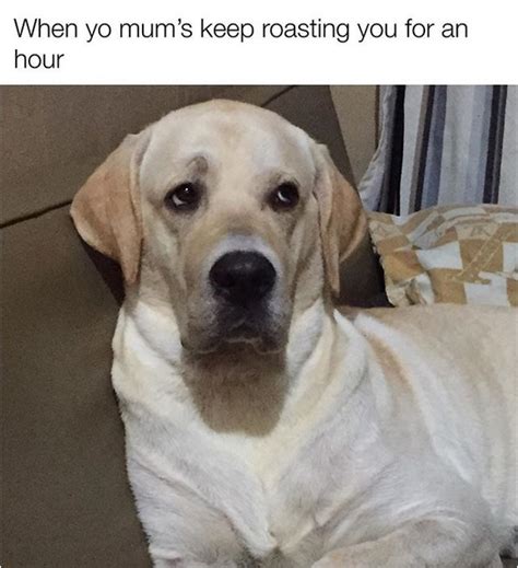 The14 Funniest Labrador Retriever Memes Of The Week Petpress