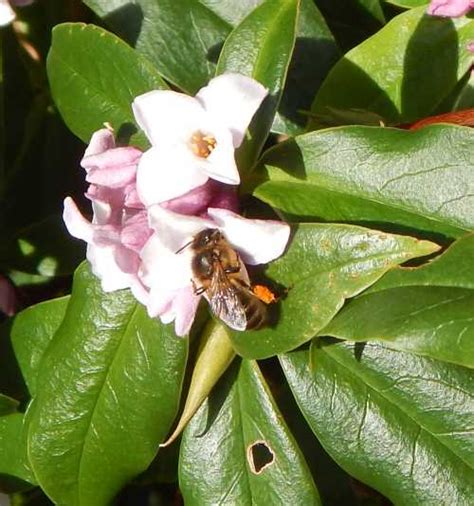 24 Flowering Shrubs For Bees Butterflies And Other Pollinators