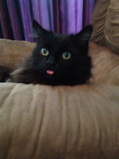 Cats With Their Tongues Out Cuteness Overflow Cats Funny Animals