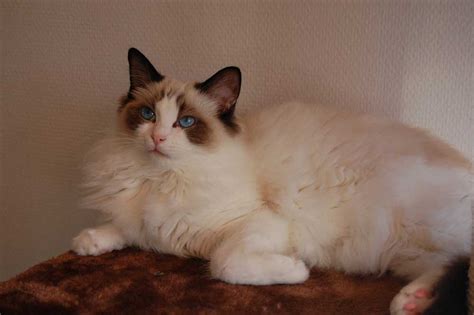 Ragdoll Cat Information And Cat Breed Facts Pets Feed