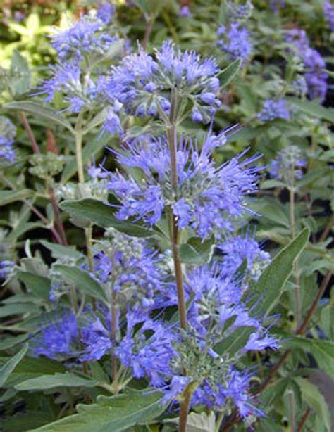 Caryopteris X Clandonensis Longwood Blue Bluebeard Etsy