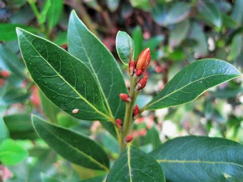Bay Leaf Plants How To Grow And Care For Bay Laurel