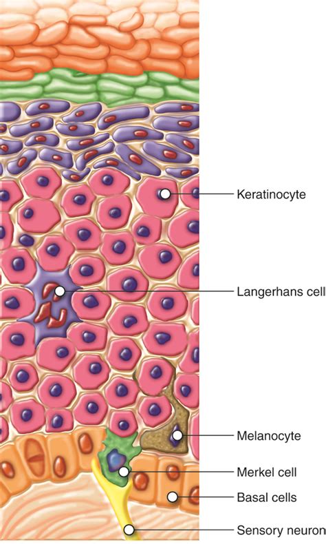 Integumentary Levels Of Organization Anatomy And Physiology